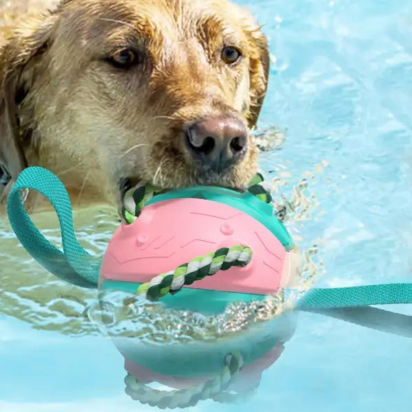 Interactive frisbee ball dog toy