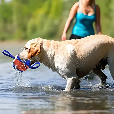 Interactive frisbee ball dog toy