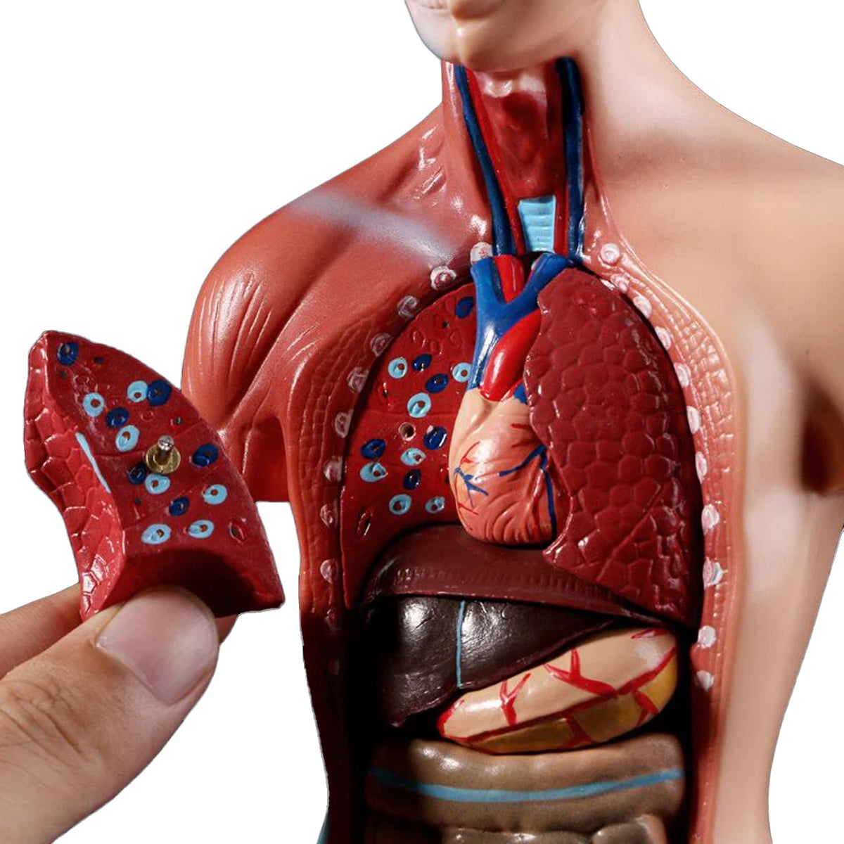 Belleza Anatomisk Torso 15 deler