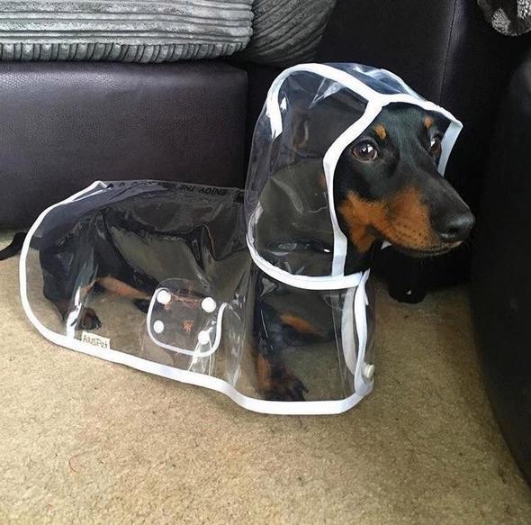 Vanntett gjennomsiktig regnfrakk til hund