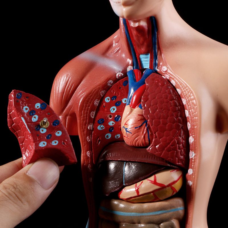 Belleza Anatomisk Torso 15 deler