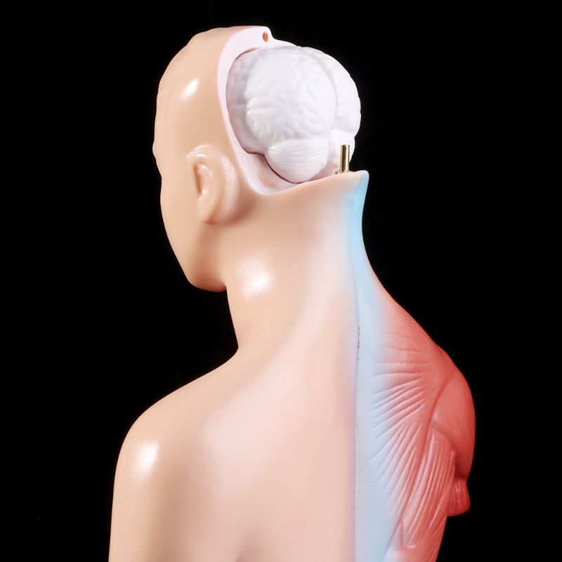 Belleza Anatomisk Torso 15 deler