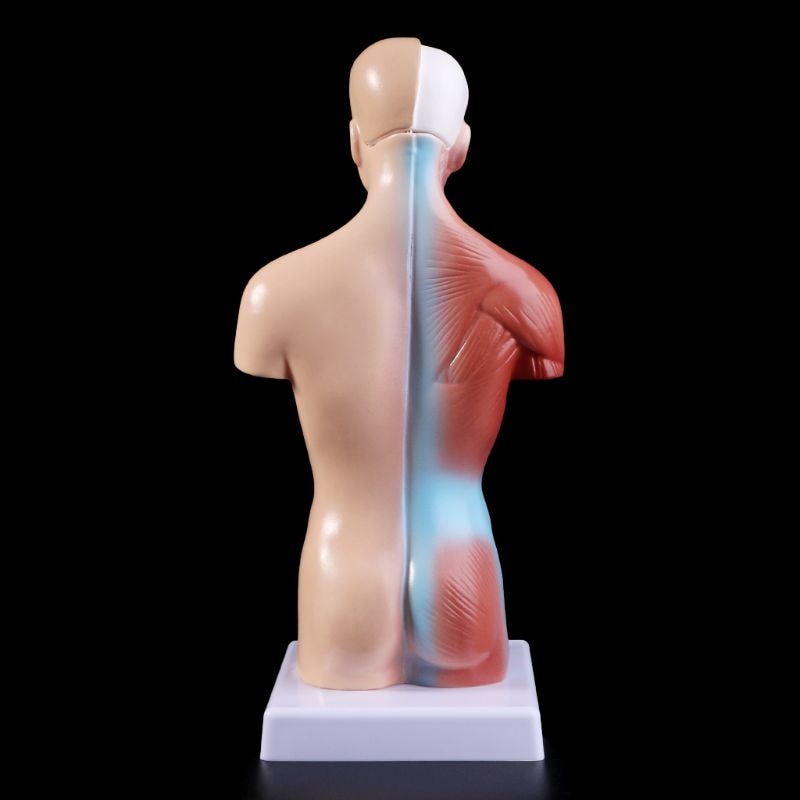 Belleza Anatomisk Torso 15 deler