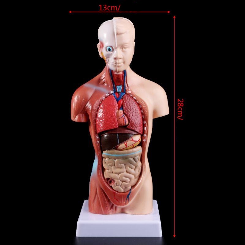 Belleza Anatomisk Torso 15 deler