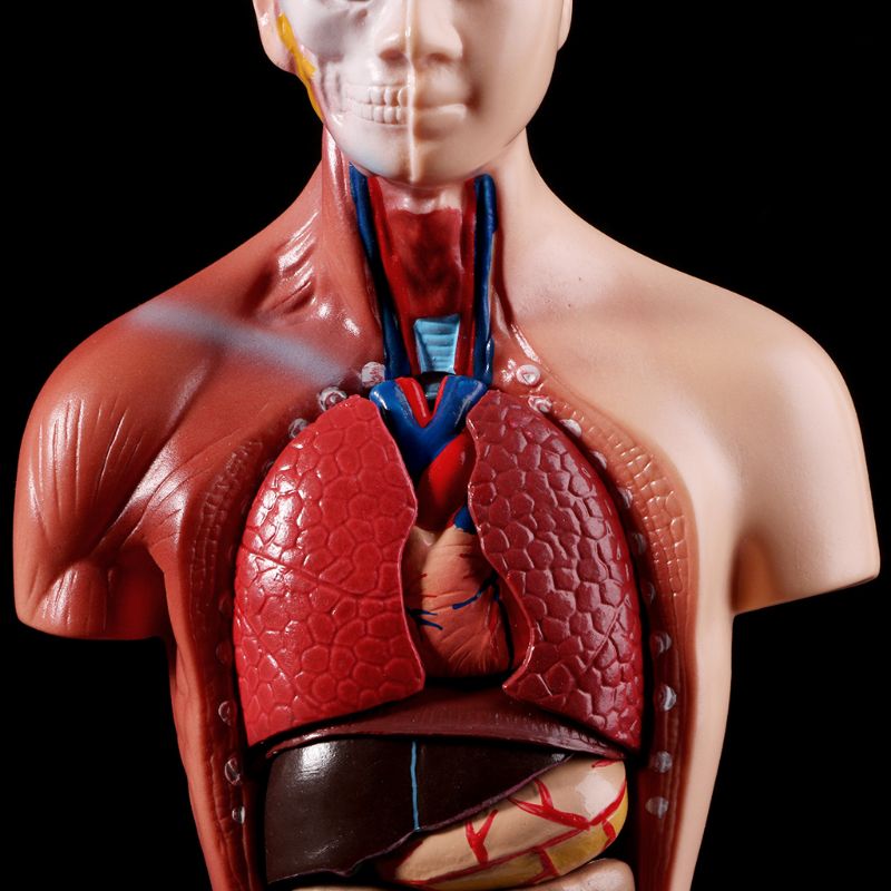 Belleza Anatomisk Torso 15 deler