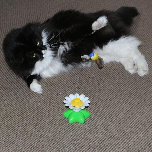 Interactive Cat Toy