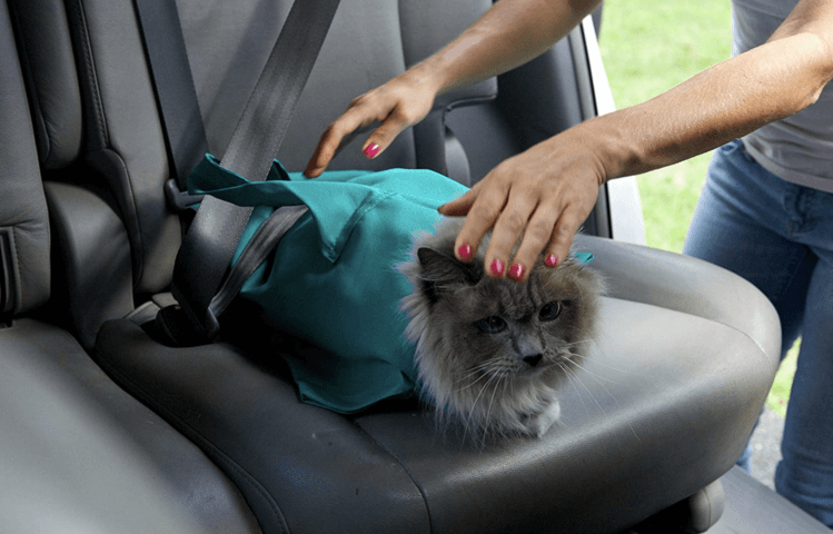 Comfy Cat Travel Case