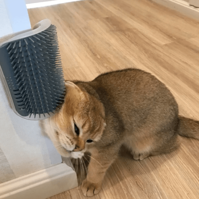 Kattenhoek Groomer
