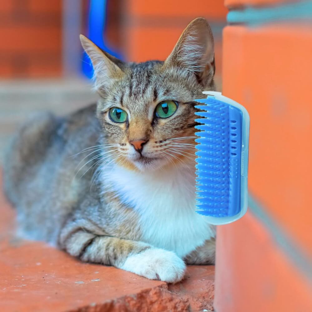 Kattenhoek Groomer