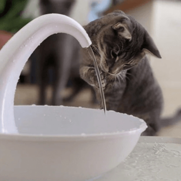 Premium automatic drinking fountain for cats