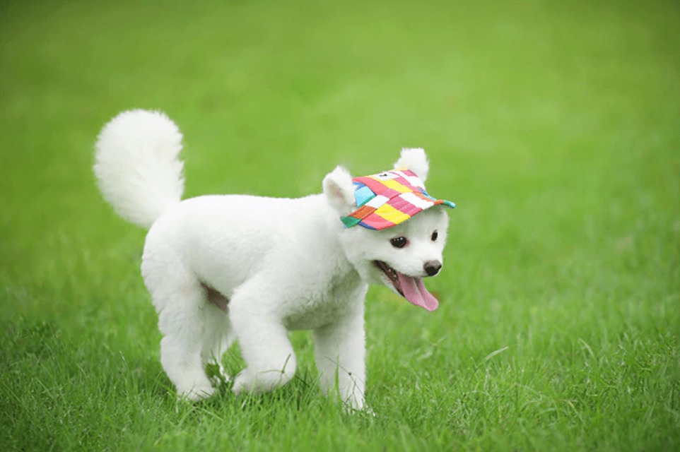 Round Brim Dog Cap