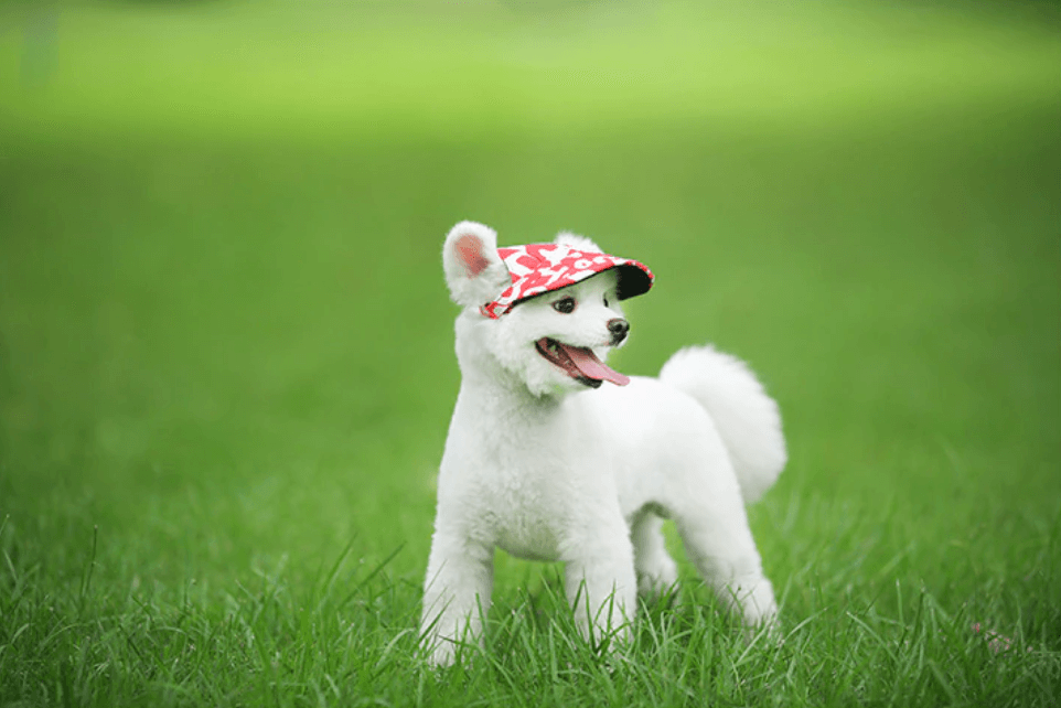 Round Brim Dog Cap