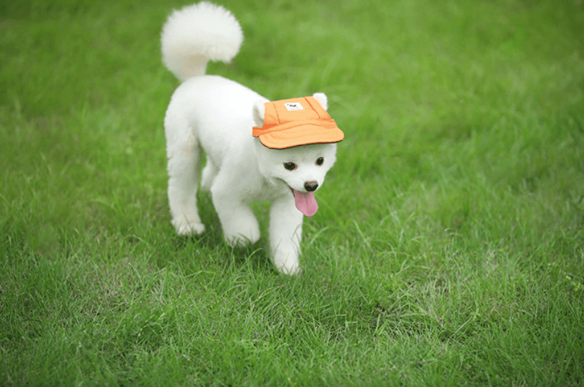 Round Brim Dog Cap