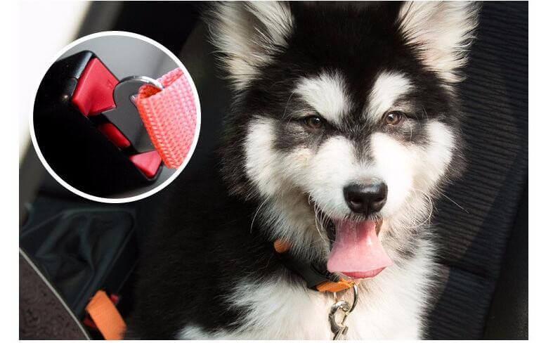 Dog Car Seat Belt