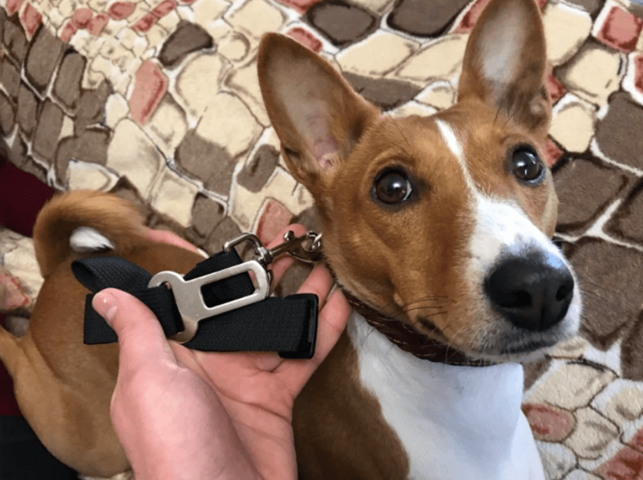 Dog Car Seat Belt