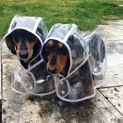 Vanntett gjennomsiktig regnfrakk til hund
