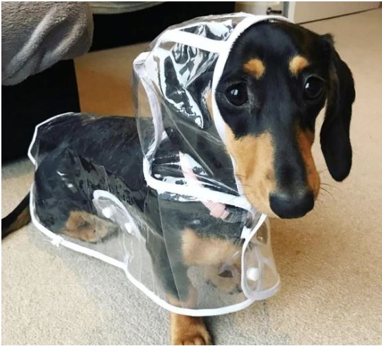 Dog Waterproof Transparent Raincoat