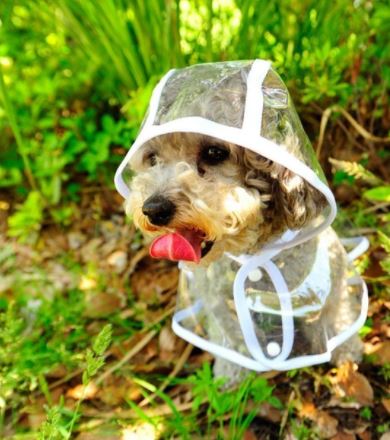 Vanntett gjennomsiktig regnfrakk til hund