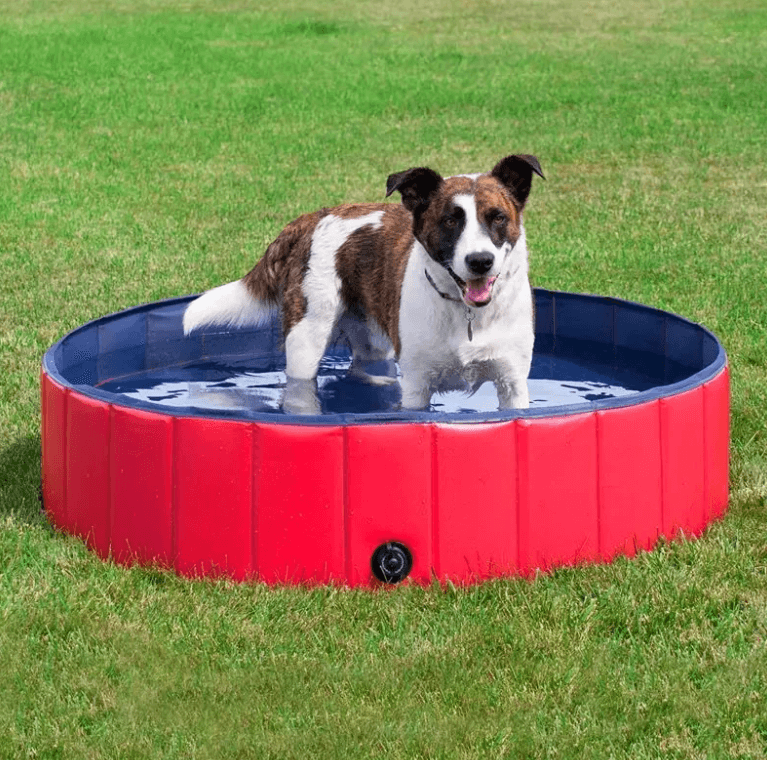 Portable Dog Pool