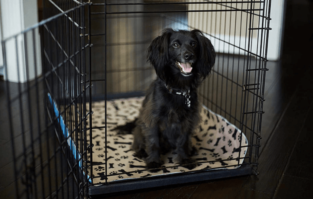 Reusable dog urination pad