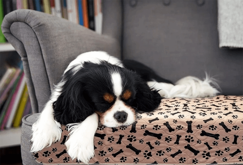 Reusable dog urination pad