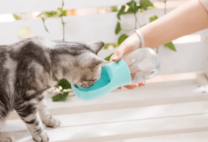 Outdoor Pet Water Bottle