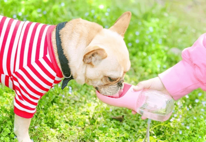 Outdoor Pet Water Bottle