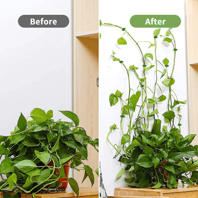 Plant Climbing Object Attachment Clip