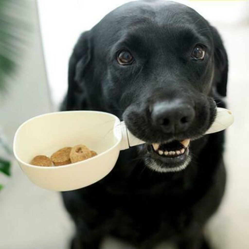 Automatic feeder