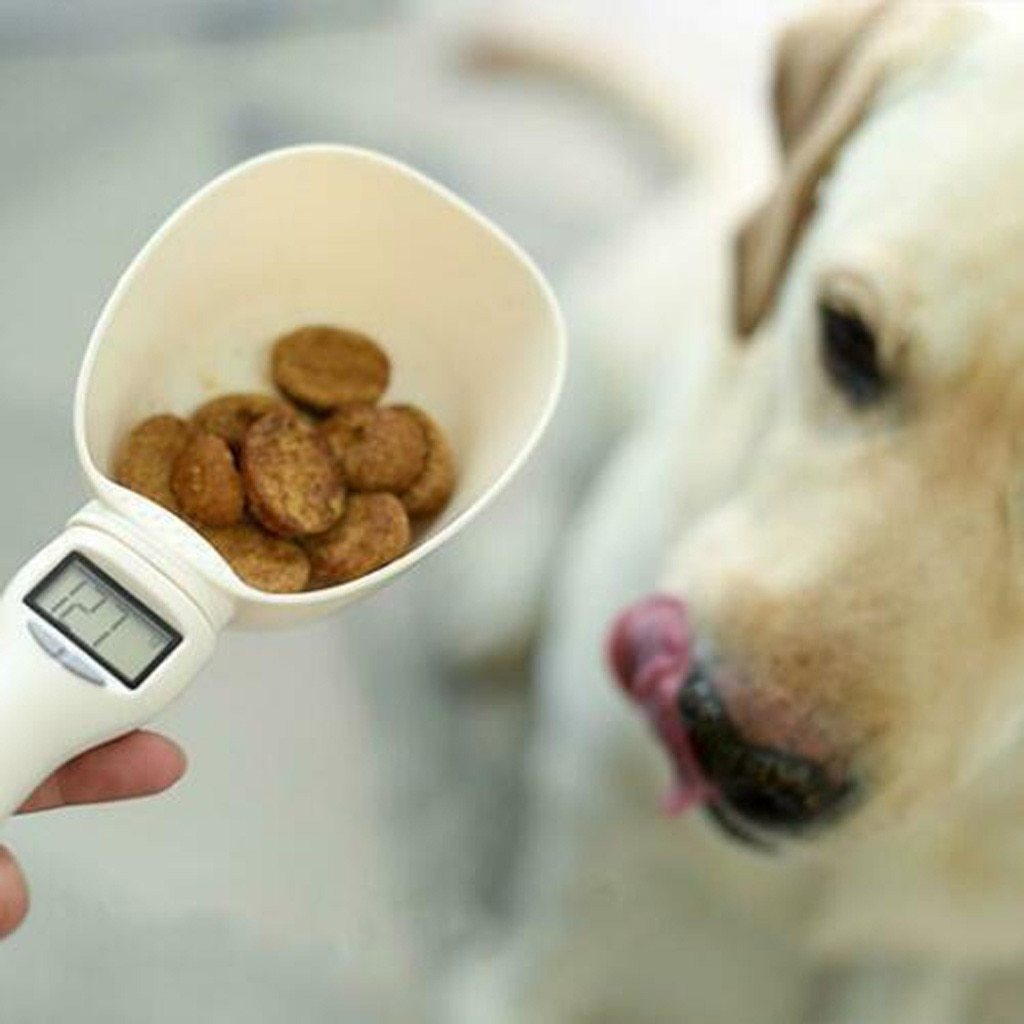 Automatic feeder
